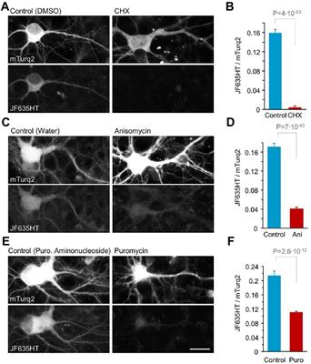Synapse integrity and function: Dependence on protein synthesis and identification of potential failure points